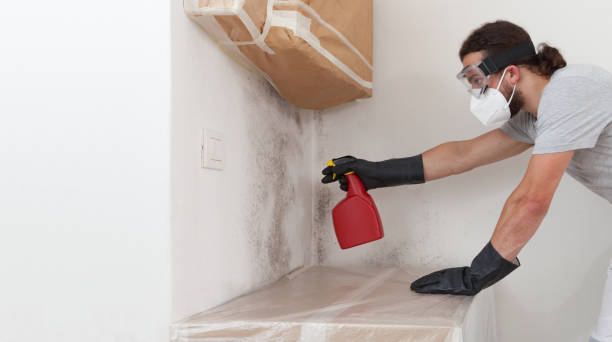 Professional Attic Mold Remediation technician working in Williamstown, PA