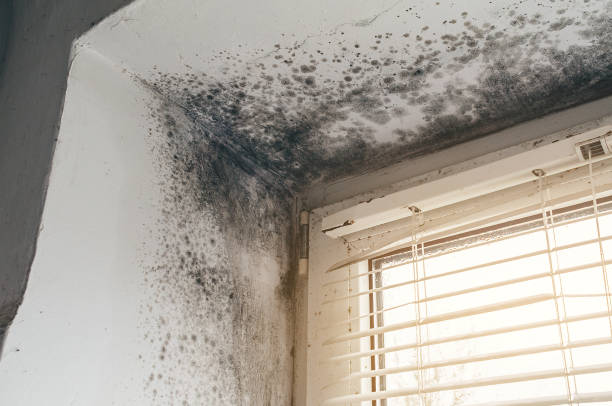 Affordable Attic Mold Remediation solutions in Williamstown, PA